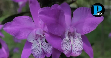 Orqu&iacute;deas mexicanas destacan por su diversidad y belleza en distintos ecosistemas del pa&iacute;s.