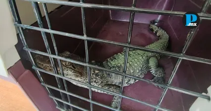 Cocodrilo de pantano bajo resguardo de la Profepa en Puebla, antes de su traslado a una UMA.