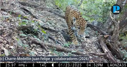 Captan jaguar en reserva de Guanajuato con c&aacute;maras trampa
