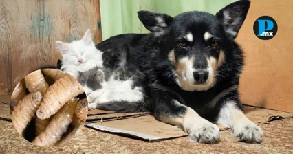 Perros y gatos en situaci&oacute;n de calle son los m&aacute;s vulnerables ante la propagaci&oacute;n del gusano barrenador en M&eacute;xico.