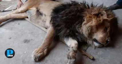 La mayor&iacute;a de ejemplares carec&iacute;a de documentaci&oacute;n legal y sistemas de identificaci&oacute;n