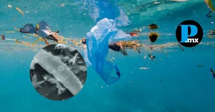 La bacteria marina GOM2 reduce el tiempo de degradaci&oacute;n del pl&aacute;stico de siglos a solo un par de semanas.