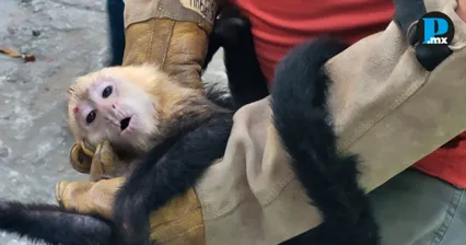 Profepa recibe monos capuchino transportados ilegalmente en Villahermosa 