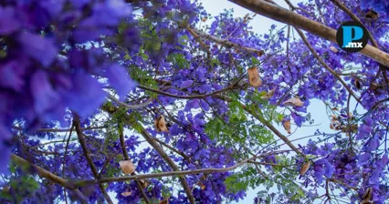 &iquest;De d&oacute;nde vienen las jacarandas que pintan de violeta a Puebla cada primavera?