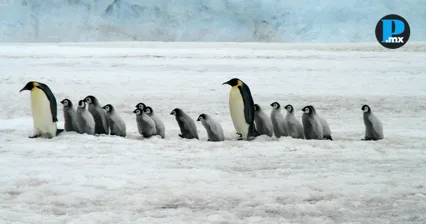 Hielo desaparece en la Ant&aacute;rtida y pone en riesgo al ping&uuml;ino emperador