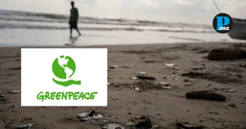 Greenpeace M&eacute;xico exigi&oacute; al gobierno federal aclarar el volumen del da&ntilde;o ambiental y definir responsabilidades por el derrame en el Golfo de M&eacute;xico.