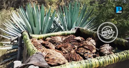 Despu&eacute;s de 16 a&ntilde;os, Rosario La Huerta, Puebla, entra a la Denominaci&oacute;n de Origen del Mezcal