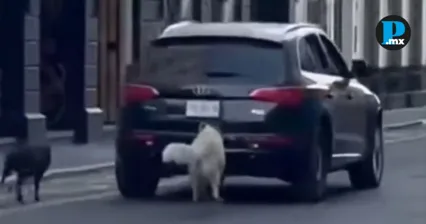  Sujeto abandona a dos perros en el Centro Hist&oacute;rico de Puebla