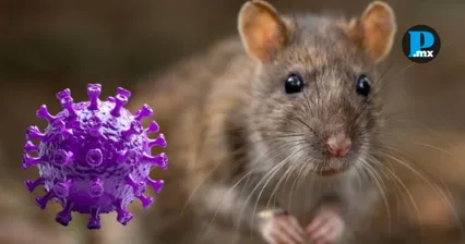 El Hantavirus es una enfermedad zoon&oacute;tica transmitida principalmente por roedores; especialistas llaman a evitar desinformaci&oacute;n y alarmismo.