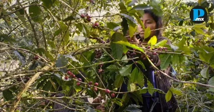 Puebla proyectar&aacute; &ldquo;Li Cham&rdquo; (Mor&iacute; para renacer), premiado documental ind&iacute;gena
