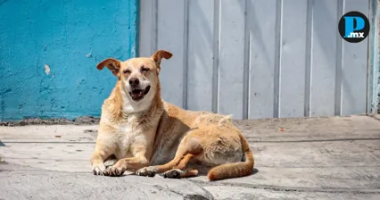 Perrito dorm&iacute;a en la calle y pipa de gas le pas&oacute; encima en Huejotzingo
