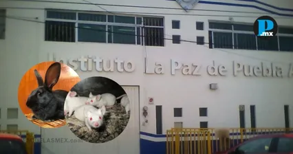 Videos y testimonios difundidos en redes sociales exhibieron presuntos actos de crueldad animal durante una pr&aacute;ctica escolar en Puebla.