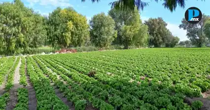 El D&iacute;a del Trabajador Agr&iacute;cola retrata el reto de producir alimentos en Puebla
