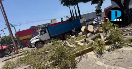 Colectivos civiles demandan frenar el desmoche institucional y exigen certificar a los encargados del manejo bot&aacute;nico en el municipio de Puebla.