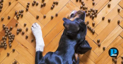 Alertan por estafa en venta de croquetas en l&iacute;nea