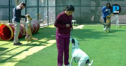 CAETO de la BUAP recibe reconocimiento por bienestar animal