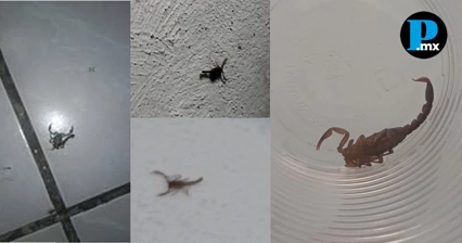 Reportan alacranes en San Ram&oacute;n, Castillotla y San Bernab&eacute; Temoxtitla
