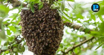 Varias personas resultaron lesionadas por ataque de abejas en Ciudad Serd&aacute;n