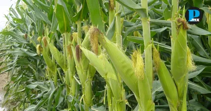 As&iacute; puedes vivir la experiencia de trabajar en una milpa en Calpan