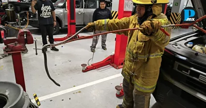 V&iacute;bora sorprende a clientes y moviliza a bomberos en Anzures
