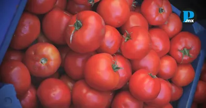 Baja el precio del jitomate en M&eacute;xico: &iexcl;Ya est&aacute; en 19.51 pesos!