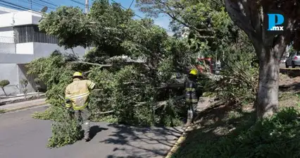 Lluvias derriban &aacute;rbol y paralizan avenida en la colonia La Paz