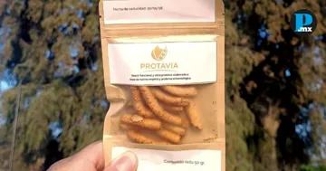 Estudiantes BUAP crean botanas con prote&iacute;na de grillo contra la malnutrici&oacute;n