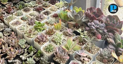 Feria de Cactus y Suculentas promueve conservaci&oacute;n de especies en Puebla