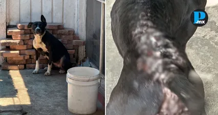 Denuncian presunto maltrato animal en Reforma Agua Azul; piden rescate urgente