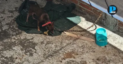 Reportan maltrato animal contra dos perros y un gato en Pino Su&aacute;rez