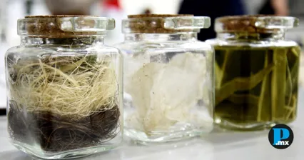 BUAP impulsa proyecto para fabricar fibras textiles con agave