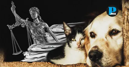 Puebla suma 5 sentencias por maltrato animal en 2026; la pena m&aacute;xima ha sido de 11 a&ntilde;os de prisi&oacute;n