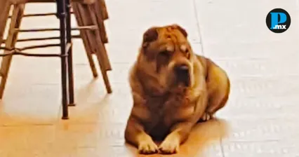 Envenenan a "Capit&aacute;n", el perrito m&aacute;s querido del centro de Atlixco