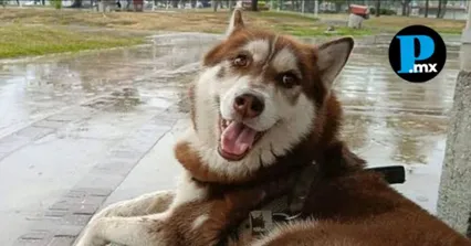 Lucas, el husky siberiano que sent&oacute; un precedente hist&oacute;rico en Tabasco al lograr el reconocimiento de su pensi&oacute;n alimentaria.