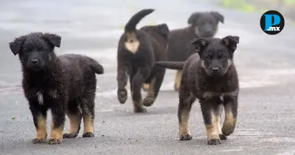Matan a 11 perros presuntamente envenenados en San Salvador el Seco