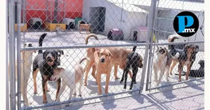 Los 13 caninos rescatados en Villa Verde II fueron trasladados para su valoraci&oacute;n m&eacute;dica y recuperaci&oacute;n integral.