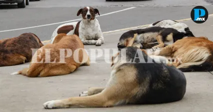 Hallan dos fosas con restos de perros en Altepexi