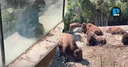 PETA Latino denunci&oacute; deficiencias en el Zool&oacute;gico de Chapultepec; cifras oficiales reportan cientos de muertes de animales en los &uacute;ltimos a&ntilde;os.
