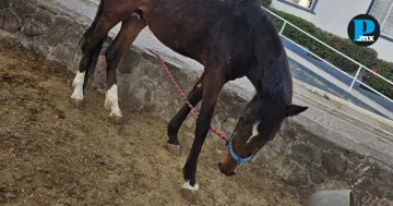 Caballos rescatados en Ajijic necesitan ayuda para llegar a Cuacolandia