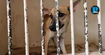 Los observatorios ciudadanos advirtieron que el proyecto de ley federal podr&iacute;a permitir la eliminaci&oacute;n de perros y gatos bajo el argumento de control poblacional.