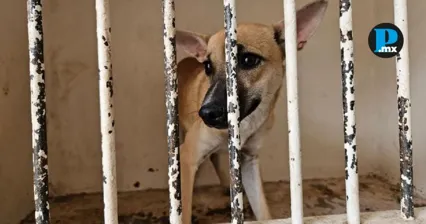Observatorios de Puebla, Tlaxcala y Jalisco alertan por riesgo de matanzas en nueva ley animal