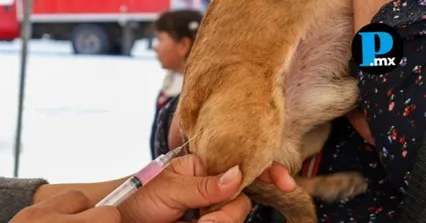 Autoridades sanitarias alertan a due&ntilde;os de mascotas y veterinarios para verificar el etiquetado de la vacuna antirr&aacute;bica Defensor 1 ante la circulaci&oacute;n de lotes falsos.
