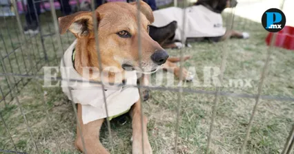 &iquest;Tienes espacio en casa? As&iacute; puedes resguardar temporalmente mascotas en Puebla