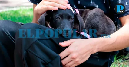 &iquest;Tienes mascotas? As&iacute; puedes protegerlas de la pirotecnia este 15 de septiembre