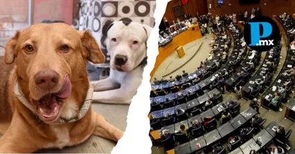 Los observatorios ciudadanos de Puebla, Jalisco y Tlaxcala exigieron modificar el art&iacute;culo 8 de la Ley General de Bienestar Animal.