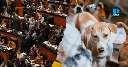 Observatorios alertan por cambios del Senado a la ley de bienestar animal