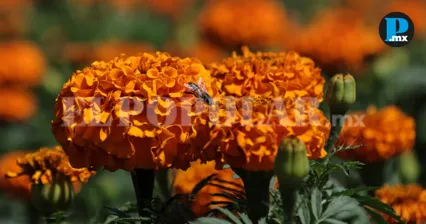 Escasas lluvias afectan producci&oacute;n de flor de D&iacute;a de Muertos en Ciudad Serd&aacute;n