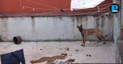 Sin refugio y bajo la lluvia: denuncian abandono de perro en Teziutl&aacute;n