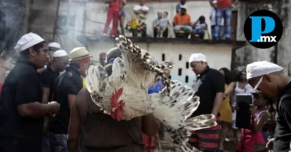 Activistas advierten que la legislaci&oacute;n penal capitalina castiga con hasta seis a&ntilde;os de c&aacute;rcel la crueldad animal, sin excepci&oacute;n por ritos o creencias religiosas.