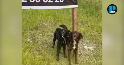 Abandonan a dos perros y los dejan atados bajo un espectacular en Puebla